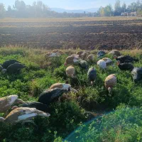 فروش بوقلمون زنده|حیوانات مزرعه|قصابه, |دیوار