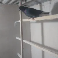 کبوتر|پرنده|قم, شهر قائم|دیوار