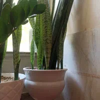 گل زیبای سانسوریا