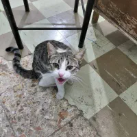 واگذاری گربه اهلی