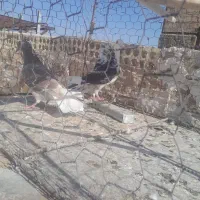 کفتر قلدر فروشی