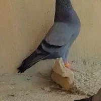 کبوتر