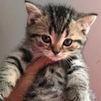 بچه گربه