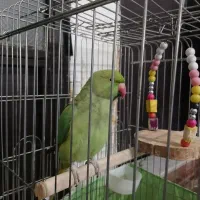 طوطی|پرنده|مشکین‌دشت, |دیوار