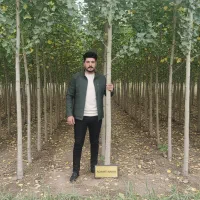 نهال صنوبر در سنندج مناسب برای شروع کسب‌وکار جدید|خدمات باغبانی و درختکاری|سنندج, |دیوار