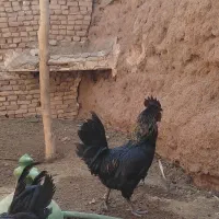 خروس
