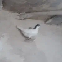 عشق|حیوانات|اسفرورین, |دیوار