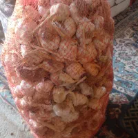سیرخشک درجه۱ امسالی