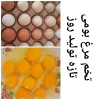 تخم مرغ بومی اصل وتازه وخوشمزه
