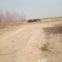 ۱۰ عددگوسفند