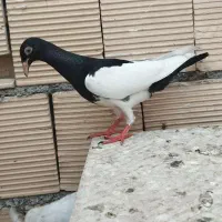 کفتر یهودی سیاه جوجه نر واکسی مهرمهر