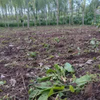 هرس وشخم توسط مهندس باغبانی