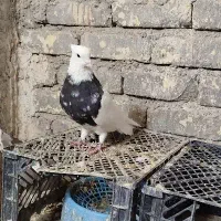 کبوتر طوق زرین