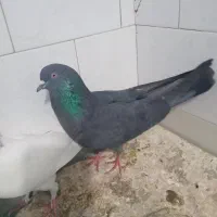 نبود جا|پرنده|مهدی شهر, |دیوار