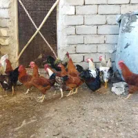 فروش خروس
