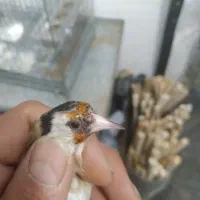 سهره لک پیس|پرنده|تهران, تهرانسر غربی|دیوار