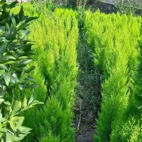 کاج لاوسون گلدان۳/۵و۱۲