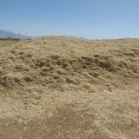 کاه نخودکیلوی7-هزار|خدمات باغبانی و درختکاری|نورآباد, |دیوار