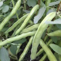 باقلا،باقله بذری و خوراکی.|عمده‌فروشی|ششده و قره بلاغ, |دیوار