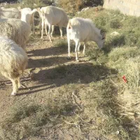 نری سانن بخته و بز|حیوانات مزرعه|کرمان, |دیوار