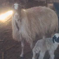 میش بره درجه یک جوان جنس|حیوانات مزرعه|کاشان, مشکات|دیوار