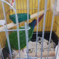 طوطی گرینجیک|پرنده|شهریار, شهرک وائین|دیوار