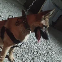 سگ ژرمن شپرد مالینیوز|سگ|سراوان, |دیوار