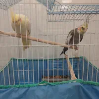 طوطی|پرنده|لشت نشا, |دیوار