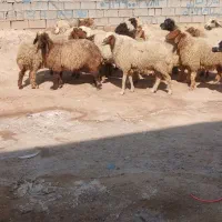 گوسفند داشتی حامله شرطی