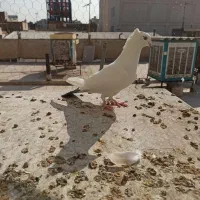 کفتر زمینی و هوایی|پرنده|قم, بلوار امین و ساحلی|دیوار