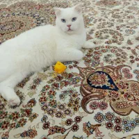 گربه اسکاتیش