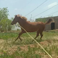 مادیان|اسب و تجهیزات اسب‌سواری|خمین, |دیوار