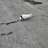 بچ طوق سیاه