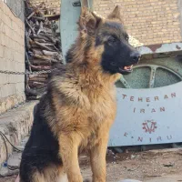 سگ ژرمن|سگ|گراش, |دیوار