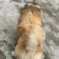 سگ پیکنیز خالص|سگ|رشت, کوی عرفان|دیوار