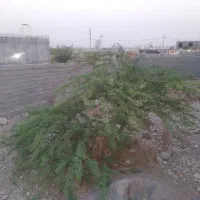 زمین تخت۲۵۳متر|فروش زمین و ملک کلنگی|تخت, |دیوار