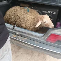 دام زنده ،توغلی ، گوسفند|حیوانات مزرعه|اردبیل, |دیوار