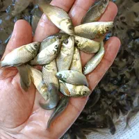 بچه‌ ماهی کپور طلایی روستای بیدزرد|ماهی|شیراز, بید زرد|دیوار