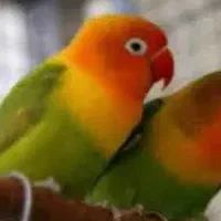 طوطی برزیلی