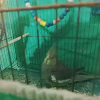 عروس هلندی|پرنده|سردرود, |دیوار