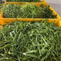 سبزی|خوردنی و آشامیدنی|فشاپویه, |دیوار