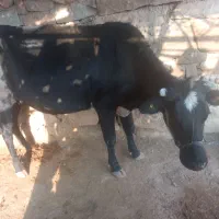 گاو دورگ ۵ ماه ابسته|حیوانات مزرعه|اندیکا, |دیوار