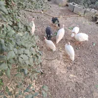 مرغ جوجه بوقلمون