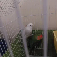 طوطی برزیلی جفت