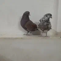 کفتر|پرنده|تهران, تختی|دیوار