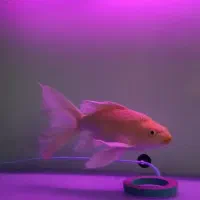 کوی یامابوکی باله بلند اصل|ماهی|قم, انصار‌الحسین|دیوار