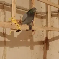 کبوتر پرشی|پرنده|قوچان, |دیوار