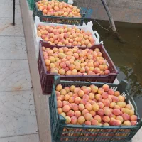 باغ وایقان|فروش خانه و ویلا|شبستر, |دیوار