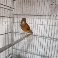 ماده قناری سرخ مخصوص سهره