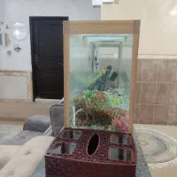 فروش آکواریوم|ماهی|دوگنبدان, |دیوار